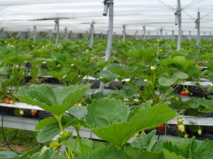 De Zelfpluktuin